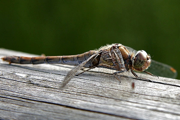 Eine Libelle auf einem Holzbalken