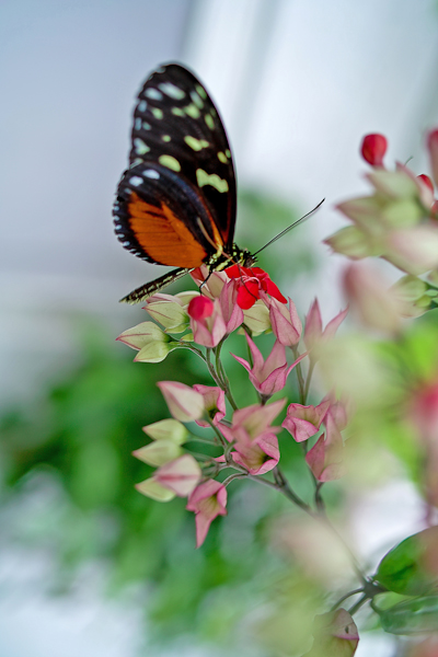 Schmetterling  im Schmetterlingshaus in Grevenmacher / Luxemburg