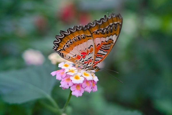 Schmetterling  im Schmetterlingshaus in Grevenmacher / Luxemburg