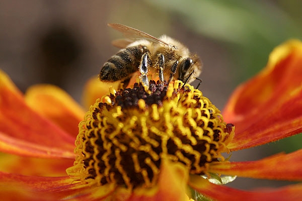 Biene auf einer Blüte